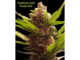 Purple Bud Regular Seeds