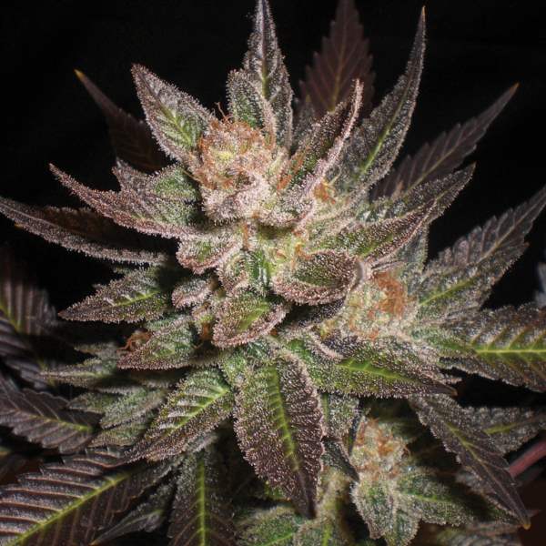 Purple Haze Feminized Seeds-5