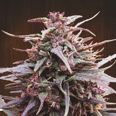 Purple Haze x Malawi Regular Seeds