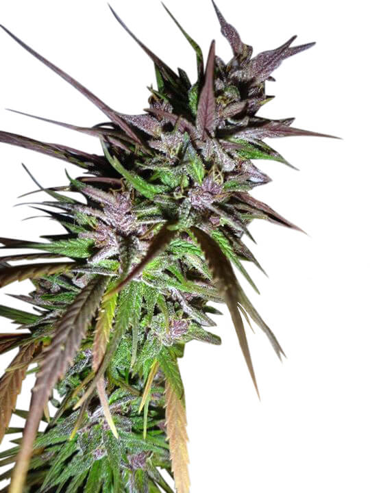 Purple Pakistani Haze Feminized Seeds (Limited Edition)