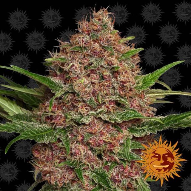 Purple Punch Auto Feminized Seeds