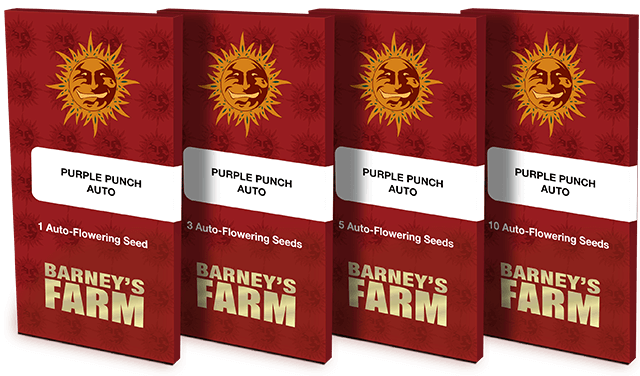 Buy Purple Punch Auto Feminized Seeds By Barney's Farm In America ...