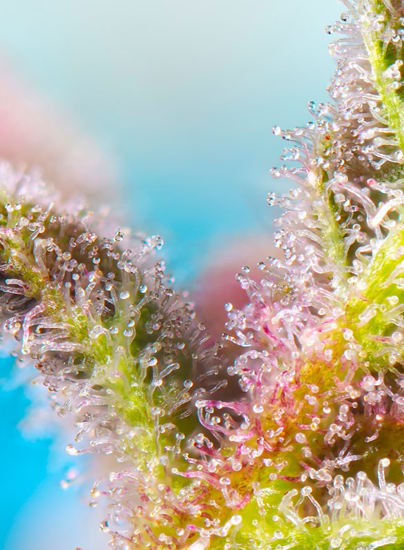 purple-punch-og-xl-auto-2