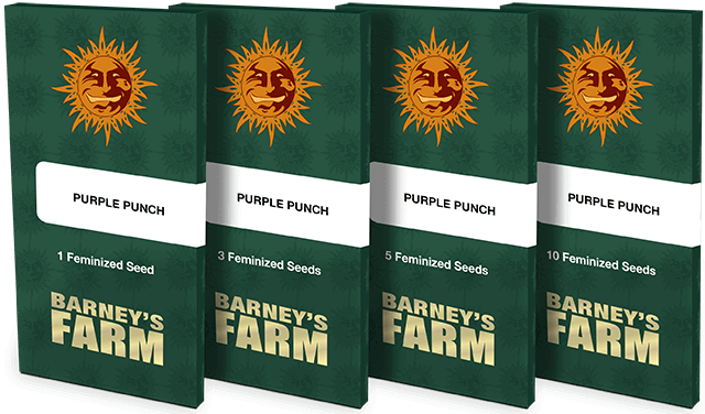 Purple Punch Feminized Seeds