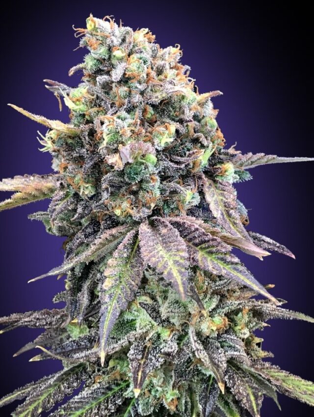 Purple Punch Feminized Seeds