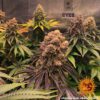 Purple Punch Feminized Seeds