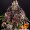 Purple Punch Feminized Seeds