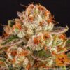 Purple Punch Feminized Seeds