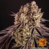 Purple Punch Feminized Seeds