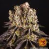 Purple Punch Feminized Seeds