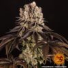 Purple Punch Feminized Seeds