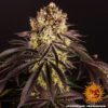 Buy Purple Punch Feminized Seeds by Barney's Farm in America - Image 8