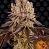 Purple Punch Feminized Seeds
