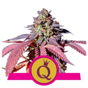 Purple Queen Feminized Seeds