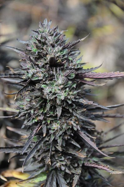 Purple Trainwreck Feminized Seeds