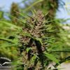 Purple #1 Regular Seeds