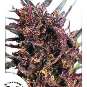 Purple #1 Regular Seeds