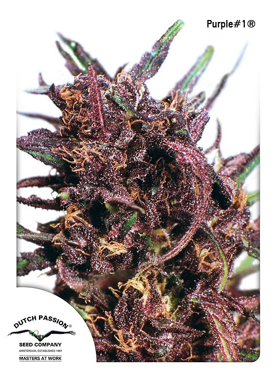 Purple #1 Regular Seeds