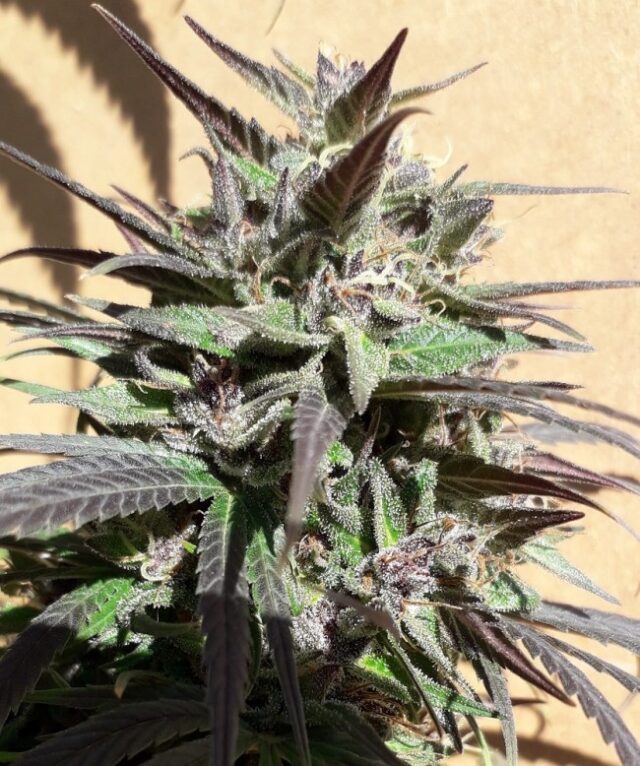 Purple Haze 23 A5 Feminized Seeds