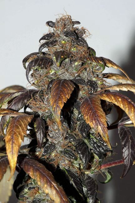 Purple Bud Regular Seeds