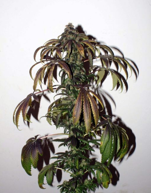 Purple Bud Regular Seeds