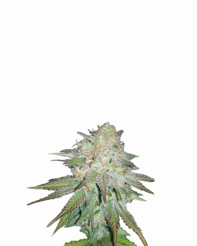 Raspberry Cough Auto Feminized Seeds