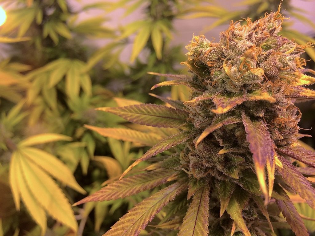 raspberry-diesel-2a_1