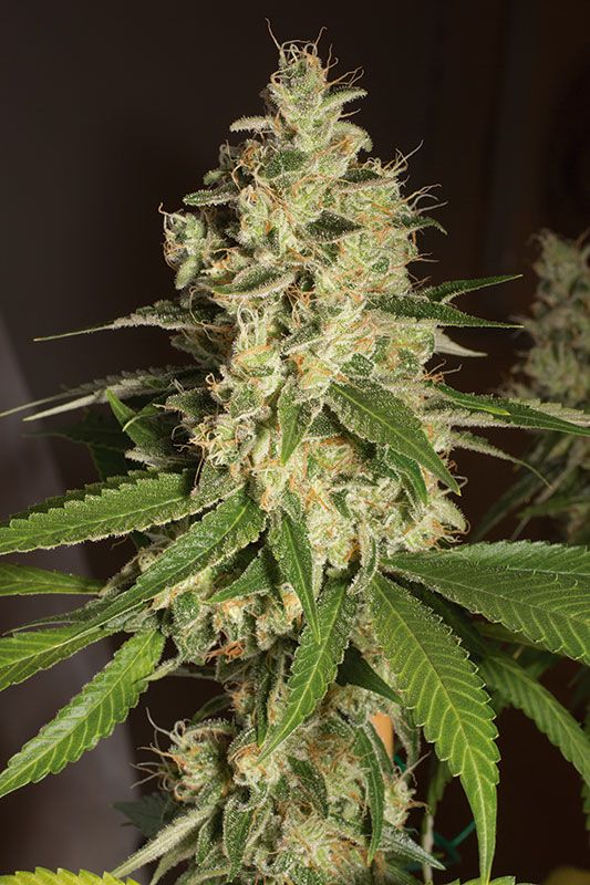 Raspberry Diesel Feminized Seeds