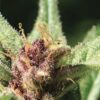 Royal Highness Regular Seeds