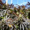 Buy Runtz FAST Feminized Seeds by Humboldt Seed Org. in America - Image 2
