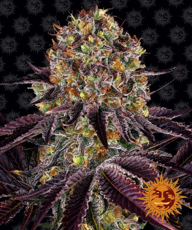 Runtz x Layer Cake Feminized Seeds