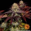 Runtz x Layer Cake Feminized Seeds