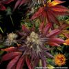 Runtz x Layer Cake Feminized Seeds