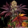 Runtz x Layer Cake Feminized Seeds