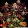 Runtz x Layer Cake Feminized Seeds
