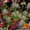 Runtz x Layer Cake Feminized Seeds