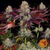 Runtz x Layer Cake Feminized Seeds