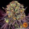 Runtz x Layer Cake Feminized Seeds