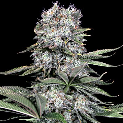 Runtz 13 Feminized Seeds