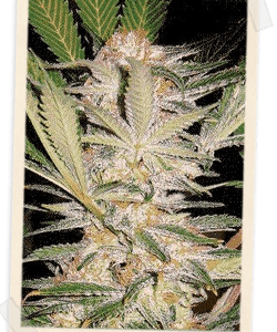 S.A.D. F1 FAST Version Feminized Seeds