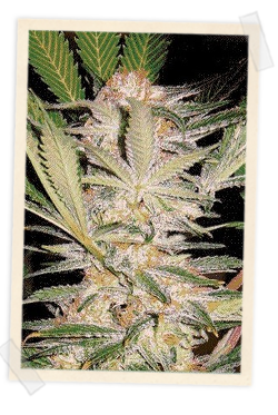 S.A.D. F1 FAST Version Feminized Seeds