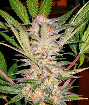 S.A.D. Sweet Afghani Delicious S1 Feminized Seeds