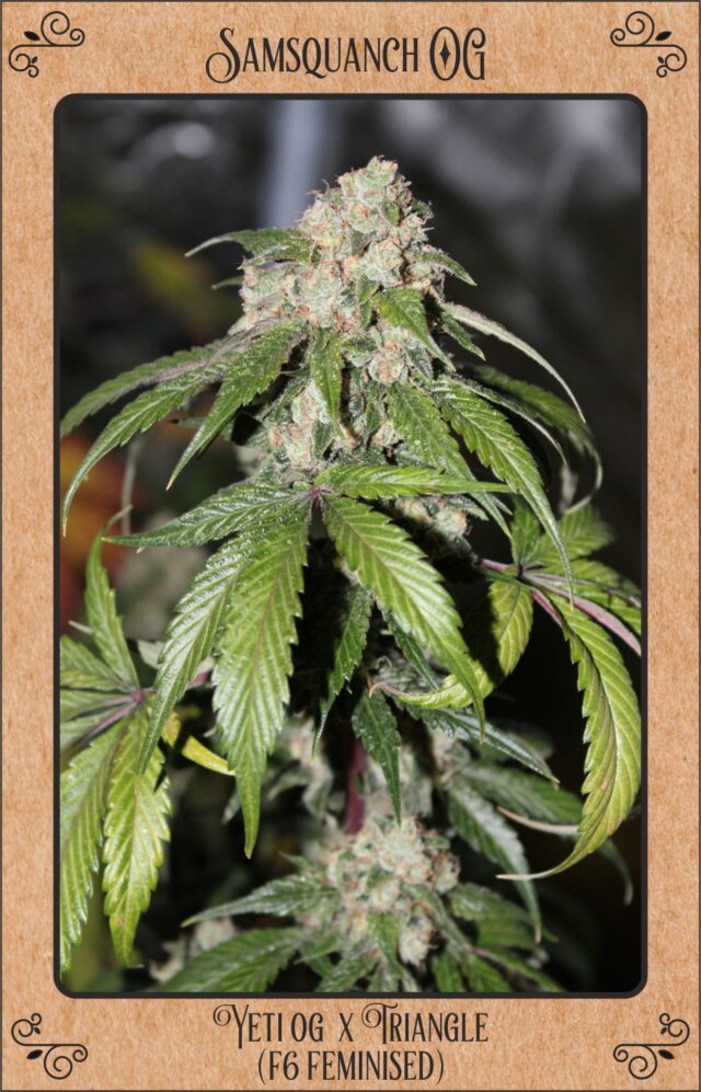 Samsquanch OG Auto Feminized Seeds