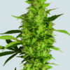 Sour Diesel Feminized Seeds