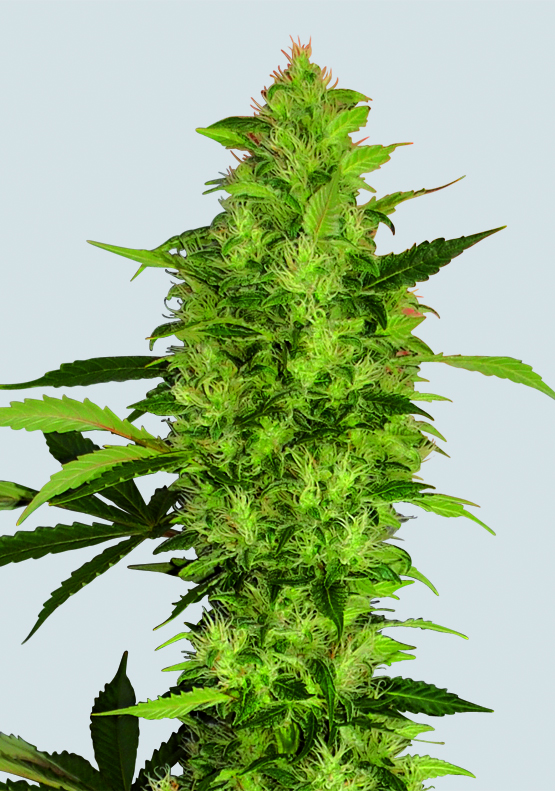 Sour Diesel Feminized Seeds