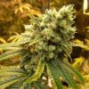 Buy Sour Diesel Feminized Seeds by Nirvana in America - Image 2