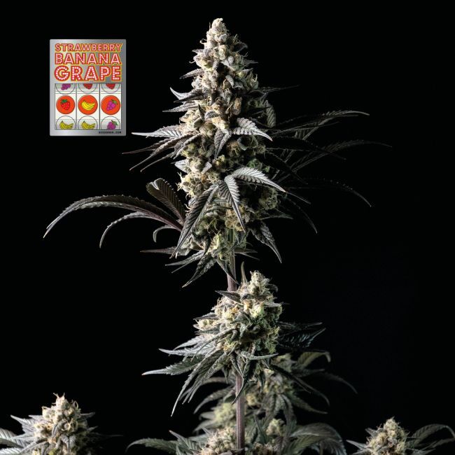 Strawberry Banana Grape Feminized Seeds