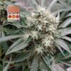 Strawberry Banana Grape Feminized Seeds
