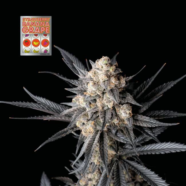 Strawberry Banana Grape Feminized Seeds