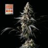 Strawberry Banana Grape Feminized Seeds
